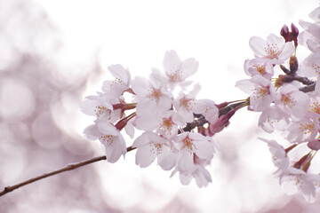 桜