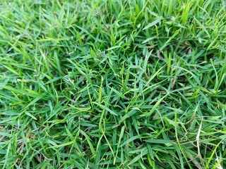 A vibrant close-up of fresh green grass blades in a well-maintained lawn, showcasing natural texture and lush growth.