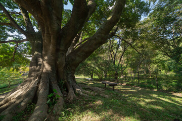 A big Muku tree at the public park in Tokyo wide shot