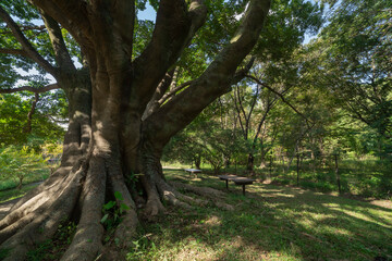 A big Muku tree at the public park in Tokyo wide shot