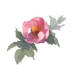 Watercolor wild flowers on a white background. Dog rose. Rose hip. illustration. Use for scrapbooking, Invitations, books and journals, decoupage, cards for weddings, birthday