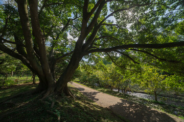 A big Muku tree at the public park in Tokyo wide shot
