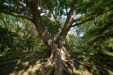 A big Muku tree at the public park in Tokyo wide shot