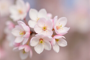 Delicate pink cherry blossoms in full bloom, creating a breathtaking display of nature's beauty.