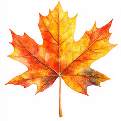 Fototapeta premium A vibrant orange and yellow maple leaf, showcasing the beauty of autumn with its intricate veining and rich colors.