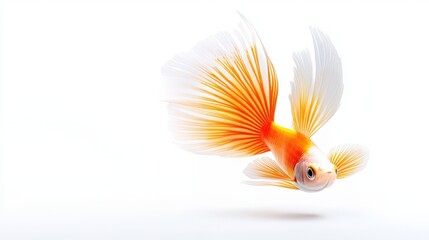 Fototapeta premium A dynamic shot of a Betta fish's colorful fins and tail, isolated on a white background, showcasing its beauty and grace as a popular freshwater aquarium species.