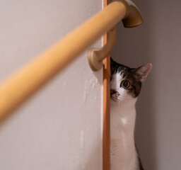 チラッと覗き込む可愛い猫　キジトラ白