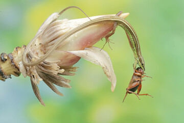 A long-tailed grass lizard preys on a cricket in a wild banana flower. This long-tailed reptile has the scientific name Takydromus sexlineatus.
