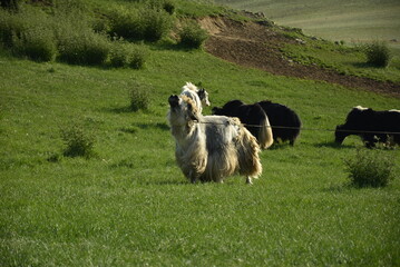 Obraz premium Local Uriankhais training their yaks