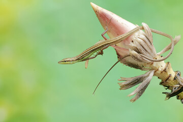 A long-tailed grass lizard hunts for prey in a wild banana flower. This long-tailed reptile has the...