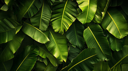 Fototapeta premium Green tropical leaves create a vibrant natural backdrop in a close-up view of foliage