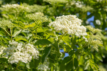 Close-up of blooming elderberry flowers with white petals and green foliage, illuminated by sunlight in a lush natural environment