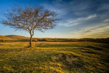 Solitary Tree at Sunset in Inner Mongolia