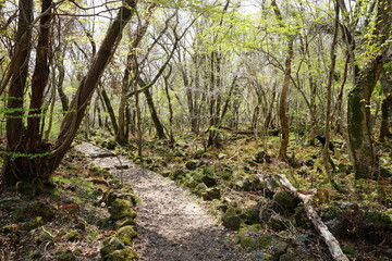 refreshing spring path in the delightful sunlight