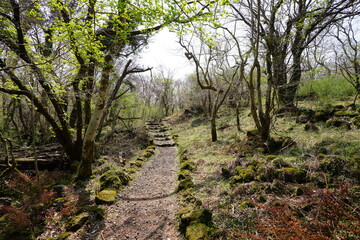 refreshing spring path in the delightful sunlight