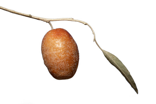 A fruit of the Russian olive, silver berry, oleaster, or wild olive (Elaeagnus angustifolia) in the late aurumn