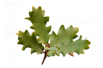 Oak branch with leaves isolated on white background