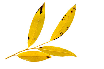 Leaves of the white willow (Salix alba) tree in the autumn