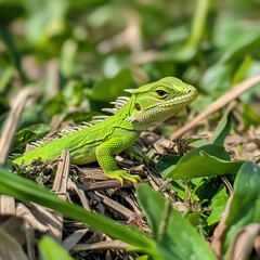 Fototapeta premium A green crested lizard (Bronchocela jubata) is sunbathing before starting his daily activities.