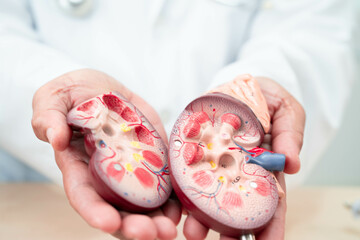 Chronic kidney disease, doctor with model for treatment urinary system, urology, Estimated...