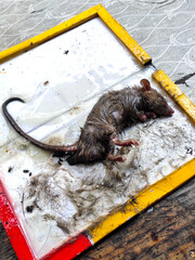 Dead mouse trapped in mouse glue board trap