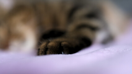 Background with a cat's paw. Background with blur.