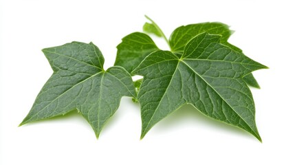Obraz premium Bush grape or three-leaved wild vine cayratia (Cayratia trifolia) liana ivy plant bush, nature frame jungle border isolated on white background, clipping path included. 