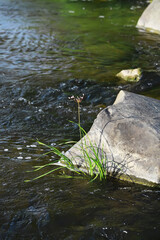 Solitary Wildflower Blooming by a Large Rock in Flowing Stream