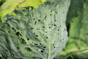 Close-up of Pest-Damaged Cabbage Leaf in Garden Showing Extensive Holes and Damage