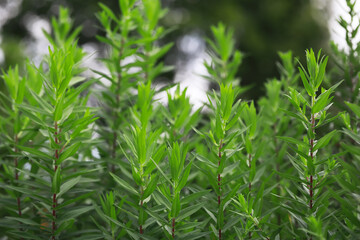Lush Greenery: Close-up of Fresh Green Leaves in a Natural Outdoor Setting