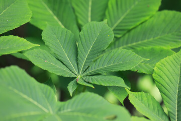 Close-Up Shot of Vibrant Green Leaves with Detailed Veins in a Natural Outdoor Setting