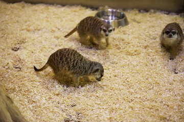 Three Playful Meerkats in Enclosure with Wood Shavings at Zoo