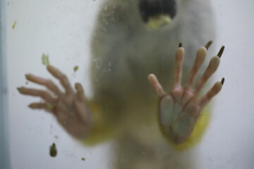 Monkey Hands Pressed Against Glass, Capturing the Animal in Captivity