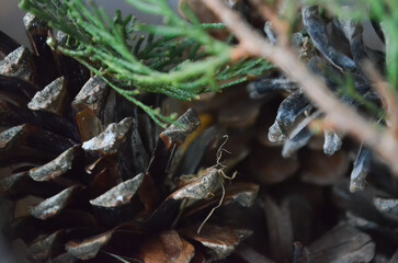 A close up of pine cones with a green leaf on top. The pine cones are arranged in a way that they are overlapping each other, creating a sense of depth and texture.
