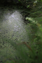Green Covered Pond with Algae and Dense Foliage in a Lush Natural Setting