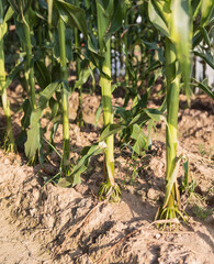 Corn plant with brace roots and aerial brace roots.