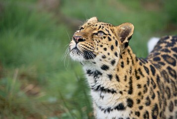 Fototapeta premium Leopard gazing upward with spotted fur.