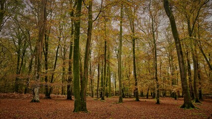 Fototapeta premium Serene Autumn Forest Scene
