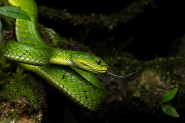  Large scaled Pit viper 🐍( Craspedocephalus macrolepis ) flicking its tongue 