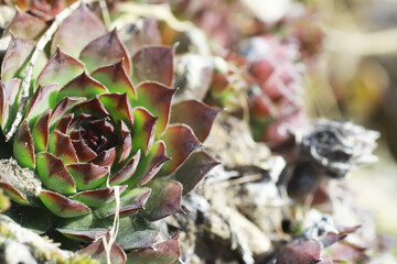 Close-up of Vibrant Green and Red Succulent Plant in Sunlight