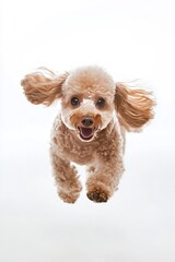 白背景のトイプードル