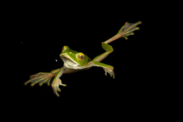 False-malabar gliding frog / Anaimalai gliding frog ( rhacophorus pseudomalabaricus ) floating at a surface of water
