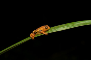 Resplendent bush frog ( raorchestes resplendens ) is a critically endangered frog species in India.