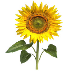 Fototapeta premium sunflower isolated on white