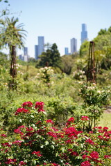 flowers in the park