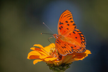 Passion Butterfly on a Yellow Zinnia