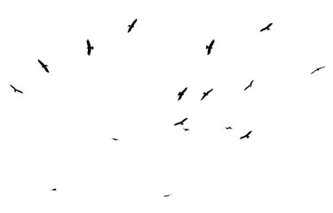 A flock of birds in flight isolated on a white background