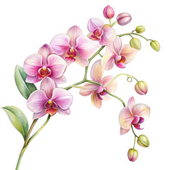 Watercolor cut out orchid isolated on white background