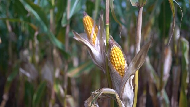 Cron on the wind in the field