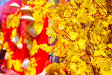 Ochna integerrima or Hoa Mai tree with lucky money decoration. Traditional culture on Tet Holiday in Vietnam